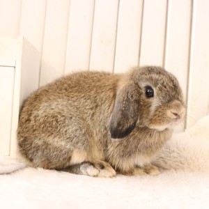 ホーランドロップ　チェスナット（8VA）