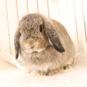 ホーランドロップ　チェスナット（8VA）