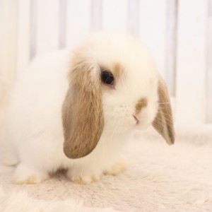 ホーランドロップ　ブロークンオレンジ（Q6）