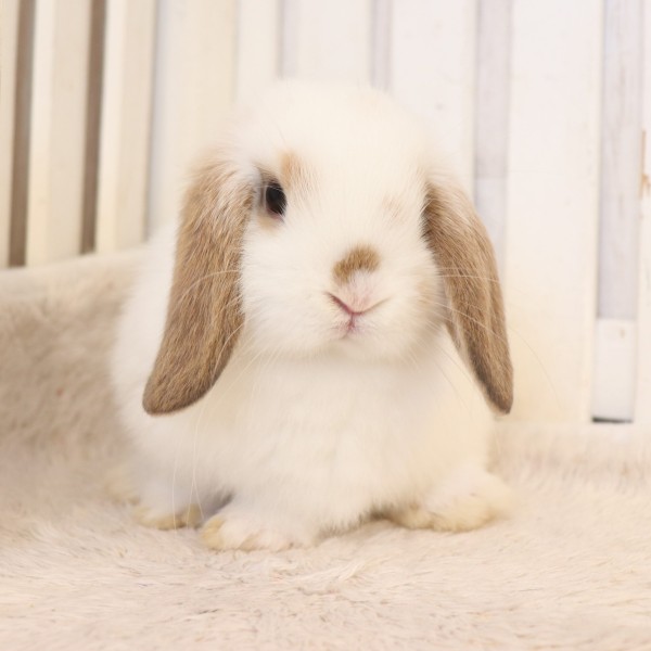 ホーランドロップ　ブロークンオレンジ（Q6）