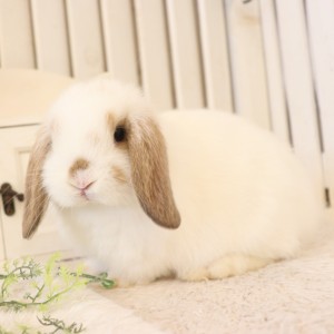 ホーランドロップ　ブロークンオレンジ（Q6）