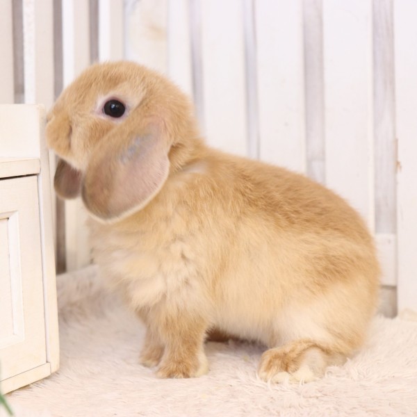 ホーランドロップ　オレンジ（9AR)