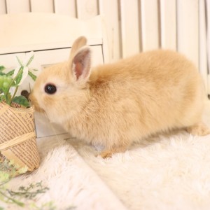 ネザーランドドワーフ　オレンジ（W9）