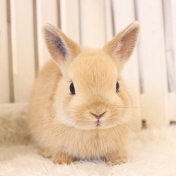 ネザーランドドワーフ　オレンジ（W9）