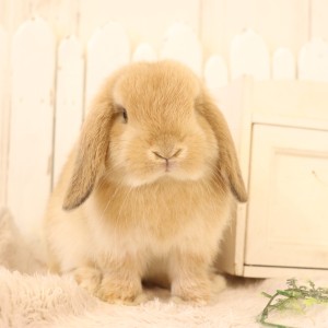 ホーランドロップ　オレンジ（L77）