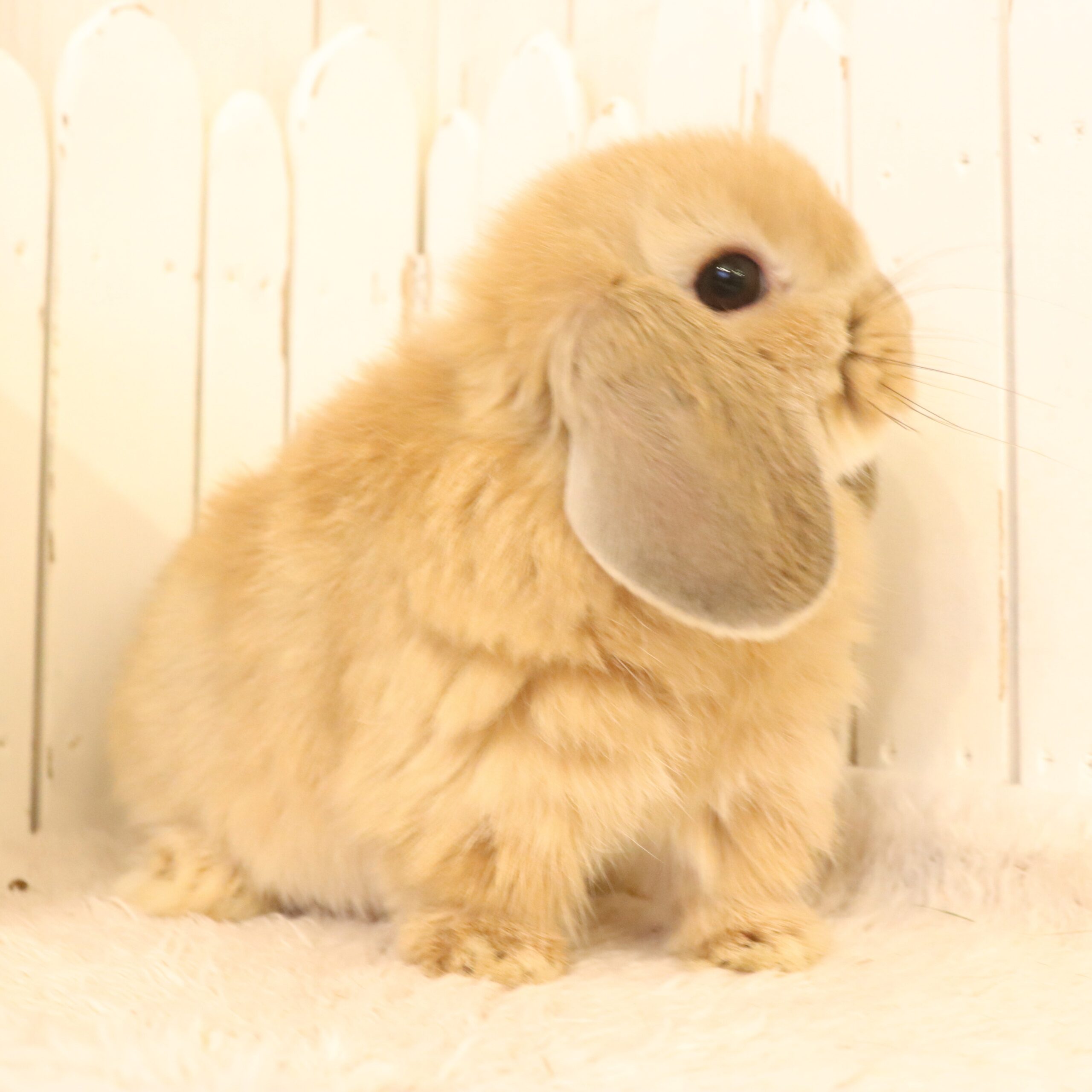 ホーランドロップ オレンジ（6DE） - さいたま市北浦和のうさぎ