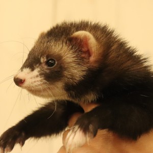 ブラックセーブル（女の子）