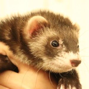 ブラックセーブル（女の子）