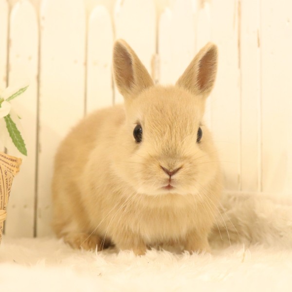 ネザーランドドワーフ　リンクス（Y4）