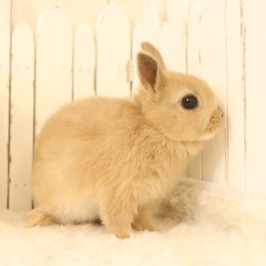 ネザーランドドワーフ　リンクス（Y4）