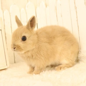 ネザーランドドワーフ　リンクス（Y4）