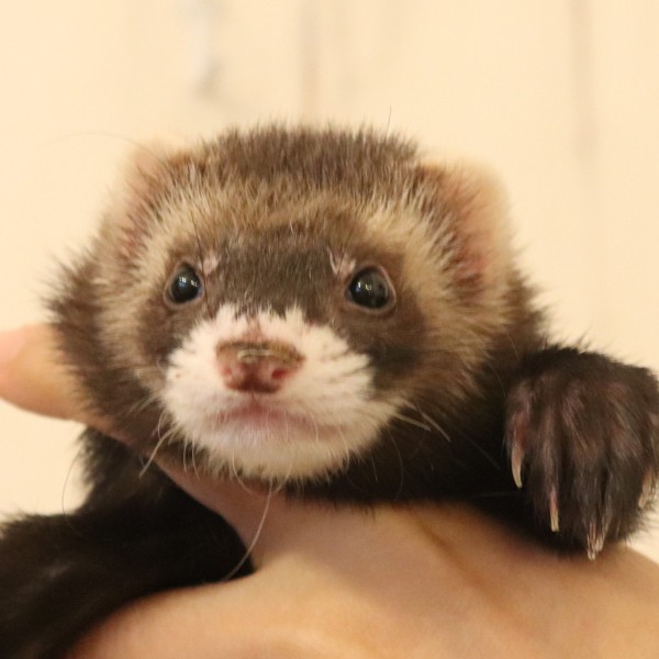 ブラックセーブル（男の子）