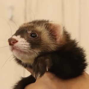 ブラックセーブル（男の子）