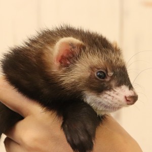 ブラックセーブル（男の子）