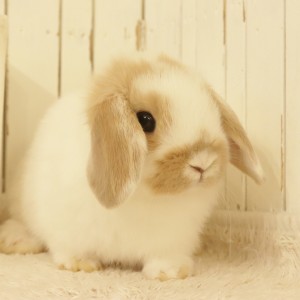 ホーランドロップ　ブロークンオレンジ（T72）