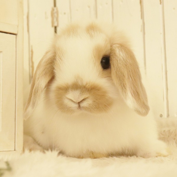 ホーランドロップ　ブロークンオレンジ（T72）