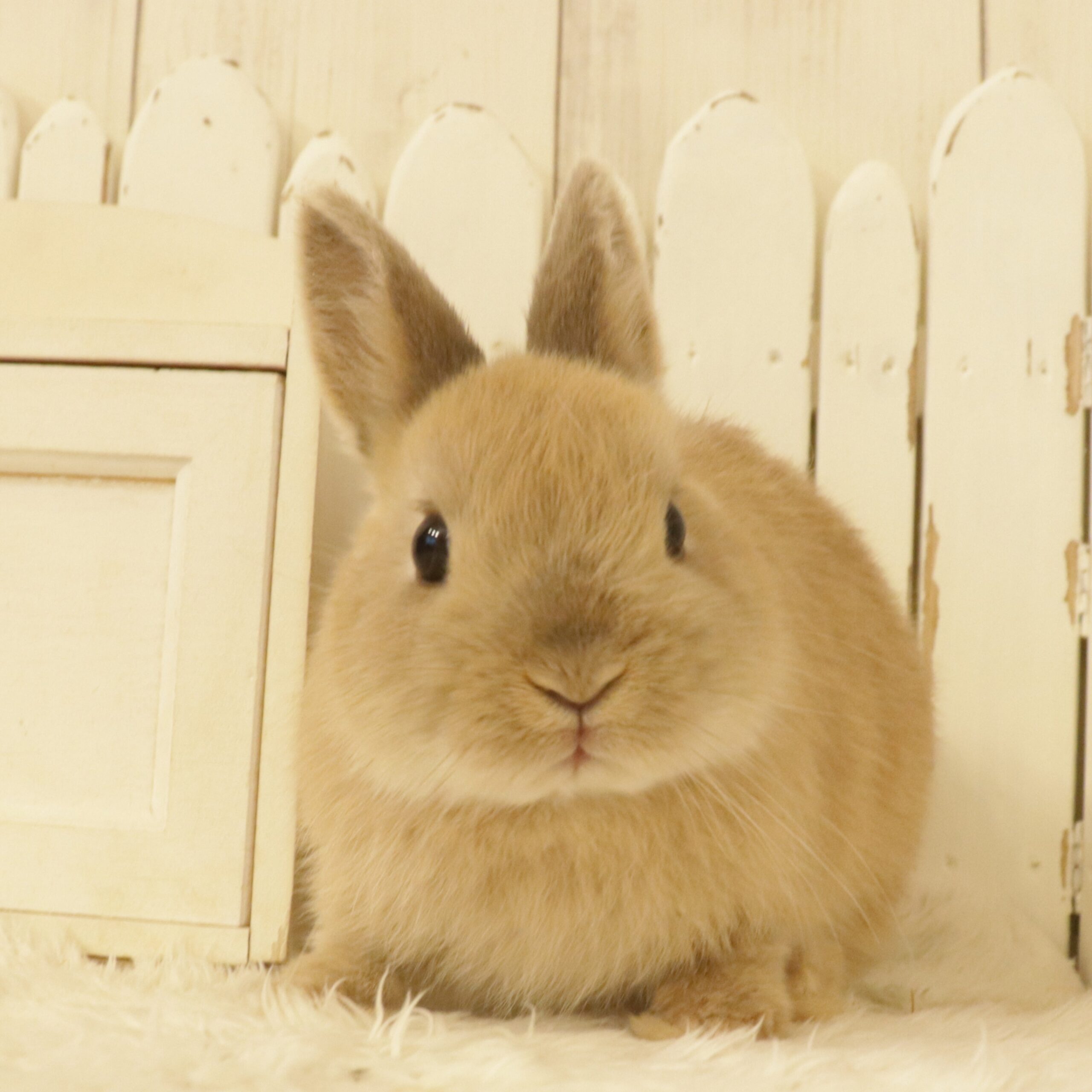 ネザーランドドワーフ リンクス（A4） - さいたま市北浦和の