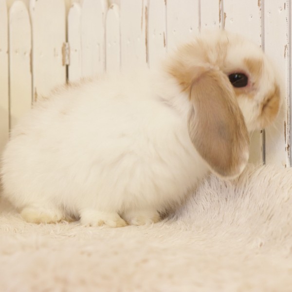 ホーランドロップ　ブロークンオレンジ（N12）