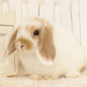 ホーランドロップ　ブロークンオレンジ（N12）