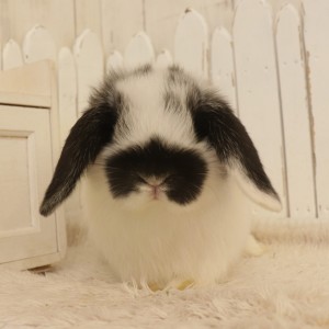 ホーランドロップ　ブロークンブラック（7CF)