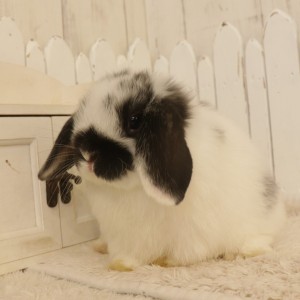 ホーランドロップ　ブロークンブラック（7CF)