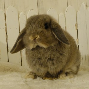 ホーランドロップ　オパール（N45）