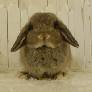 ホーランドロップ　オパール（N45）