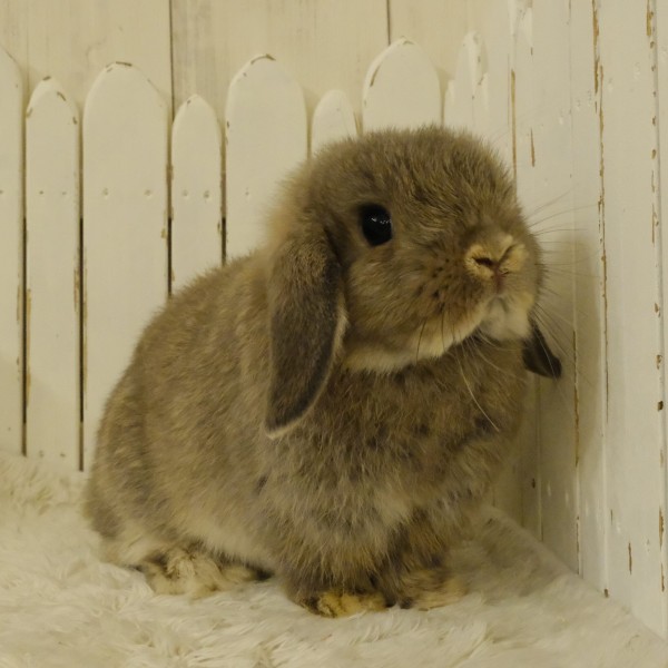 ホーランドロップ　オパール（N45）