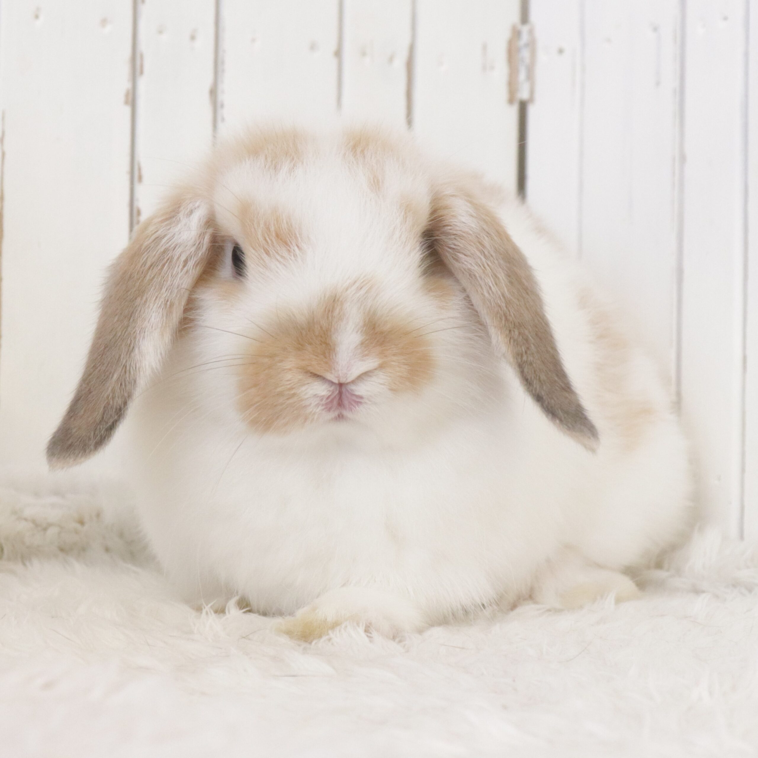 ネオヒーラー　うさままん様 ネオヒーラー うさままん様