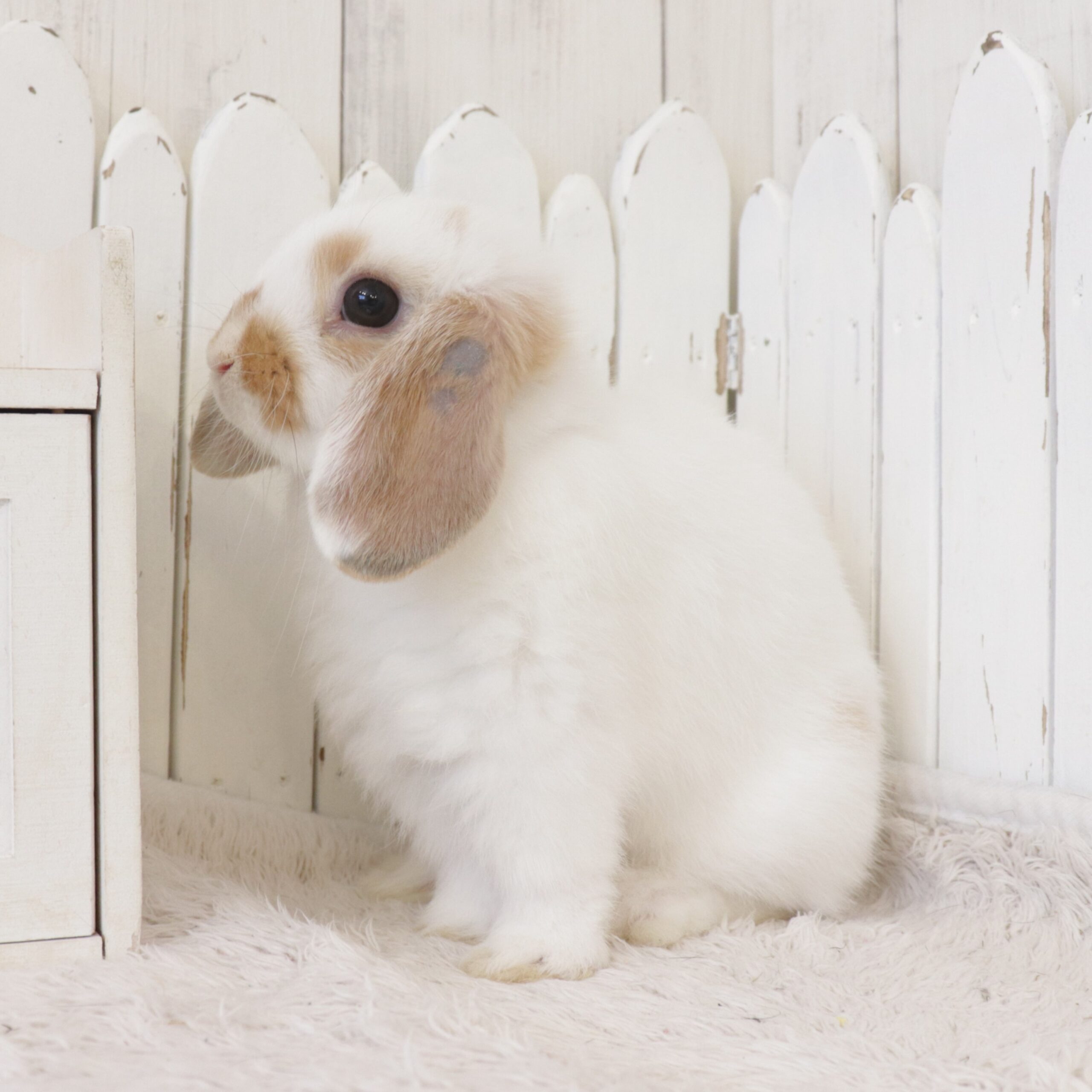 ホーランドロップ ブロークンオレンジ（8FA） - さいたま市北浦和の