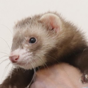 バタースコッチ（男の子）