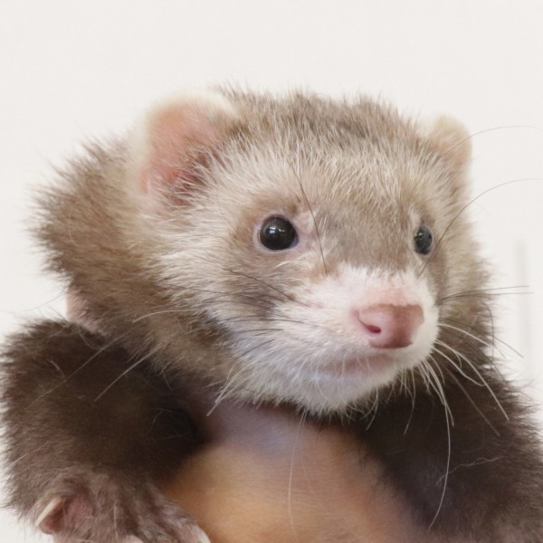 バタースコッチ（男の子）