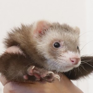 バタースコッチ（男の子）