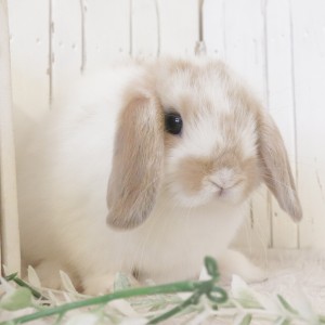 ホーランドロップ　ブロークンリンクス（X29）