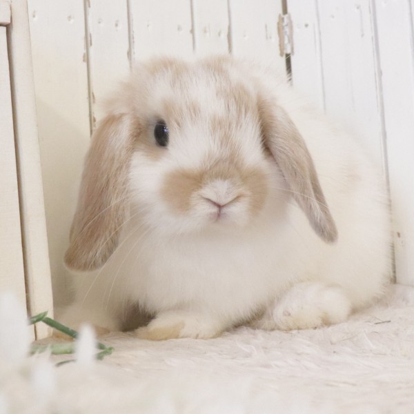 ホーランドロップ　ブロークンリンクス（X29）