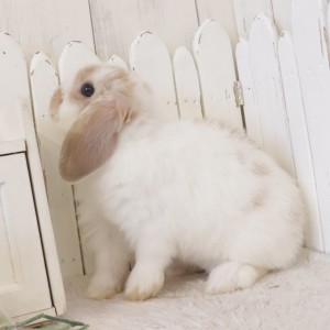 ホーランドロップ　ブロークンリンクス（X29）