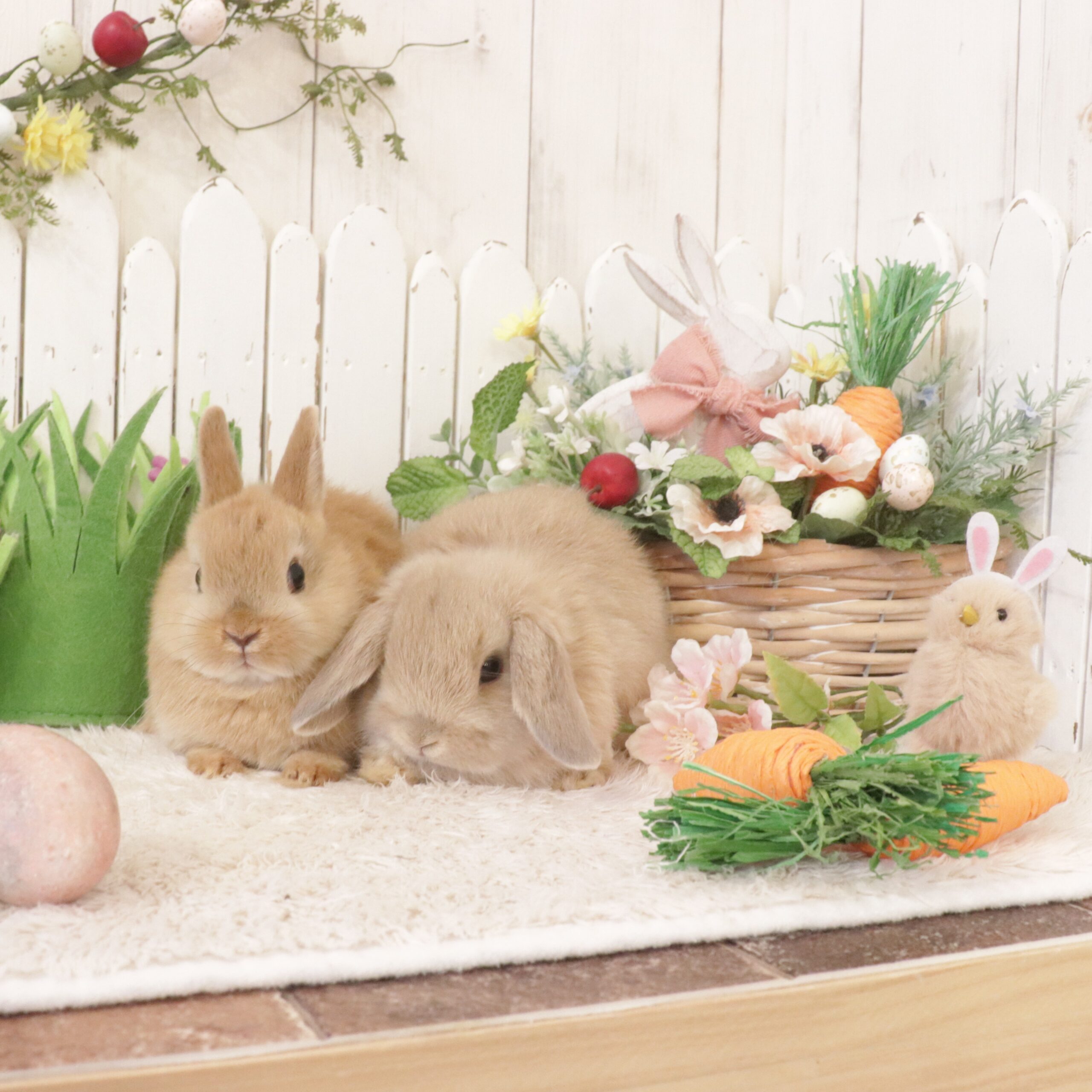 ちびうさぎさんがデビューします♪ - さいたま市北浦和のうさぎ