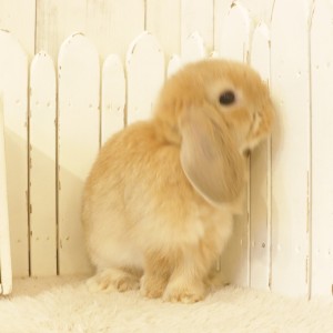 ホーランドロップ　オレンジ（B4D)