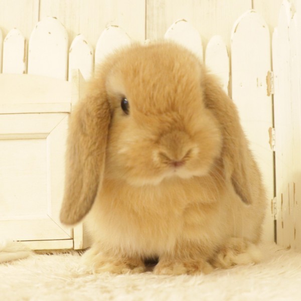 ホーランドロップ　オレンジ（B4D)