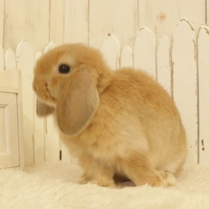 ホーランドロップ　オレンジ（B4D)