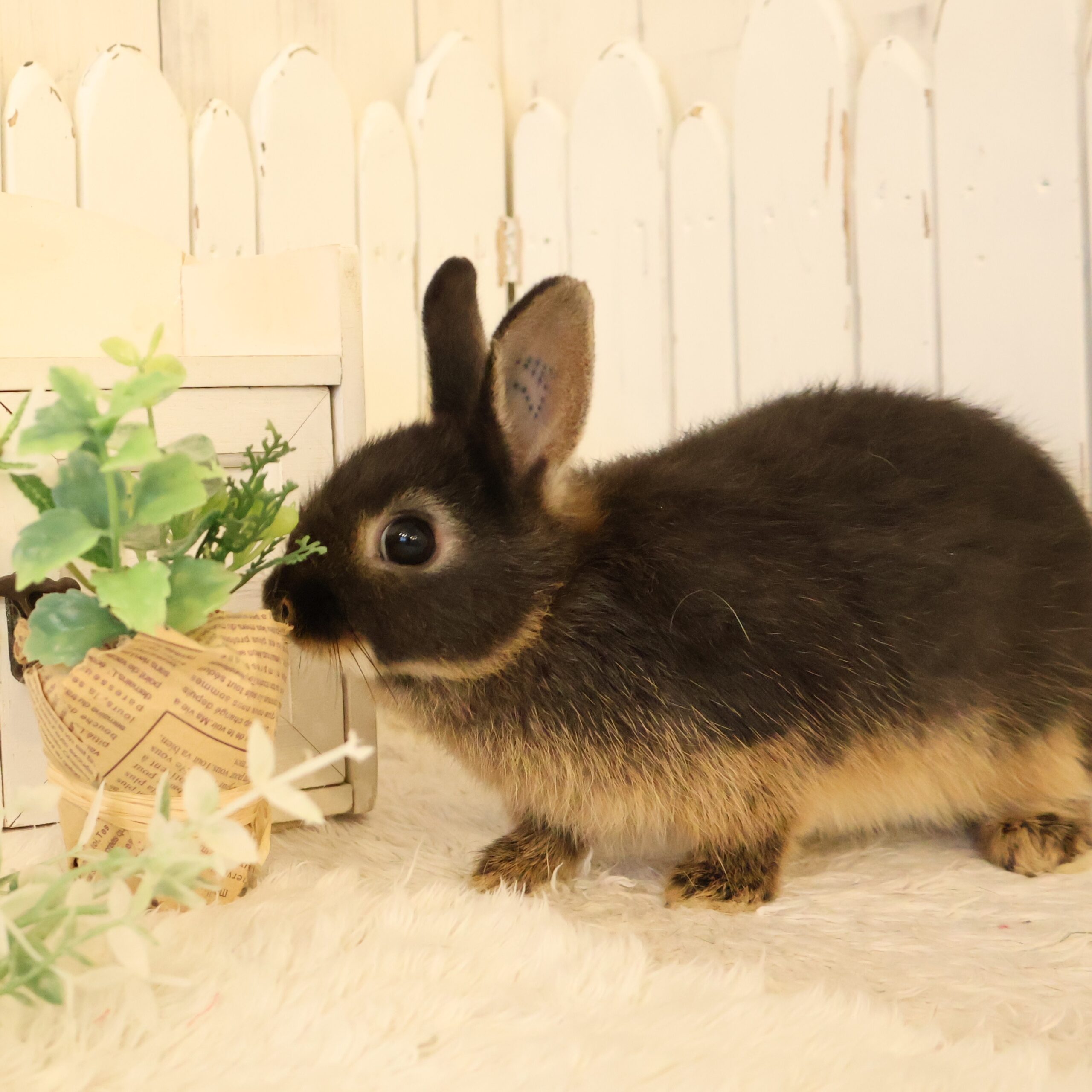 ネザーランドドワーフ ブラックオター（2A) - さいたま市北浦和の