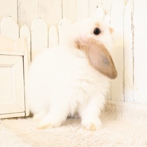 ホーランドロップ　ブロークンオレンジ（S88）