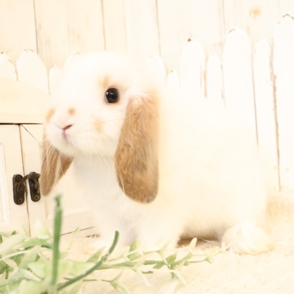 ホーランドロップ　ブロークンオレンジ（S88）