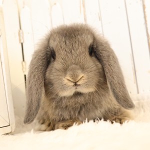 ホーランドロップ　オパール（A50）