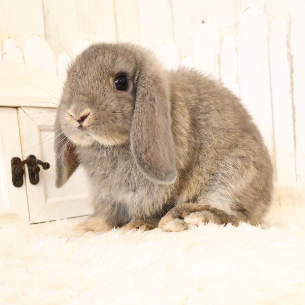 ホーランドロップ　オパール（A50）