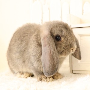 ホーランドロップ　オパール（A50）