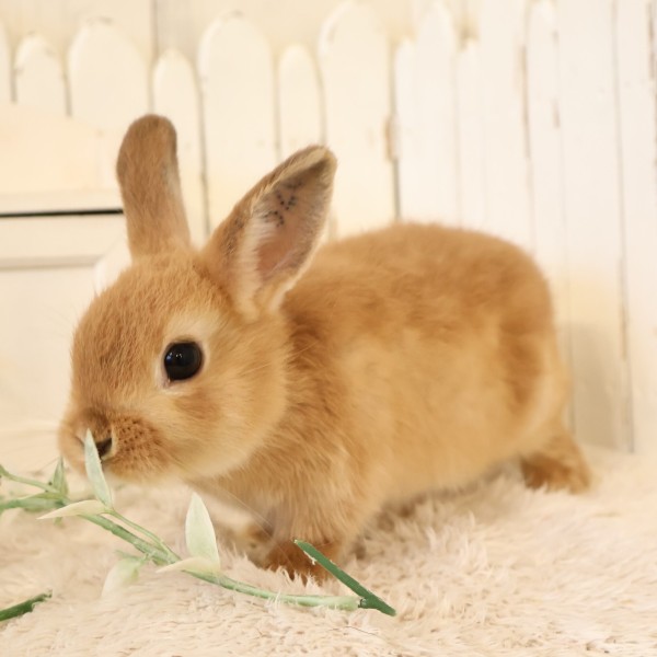 ネザーランドドワーフ　オレンジ（52G）