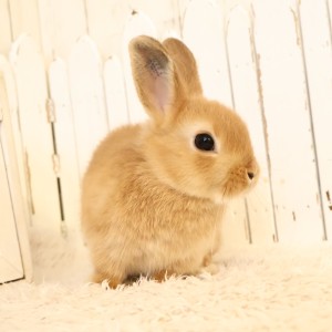 ネザーランドドワーフ　オレンジ（52G）