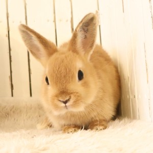 ネザーランドドワーフ　オレンジ（52G）