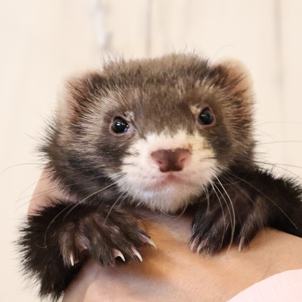 セーブル（男の子）